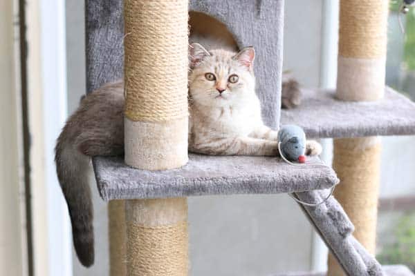 Benchmark Pet POD Network | eCom and B2B