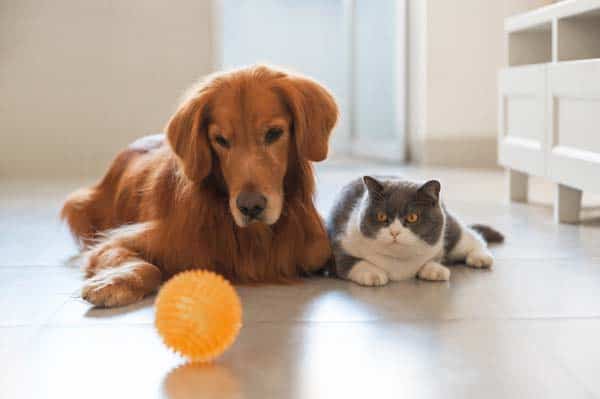 Pet Content Business | Premier Domain | ~12M Users per Year | 38.5% Revenue and 20% SDE Growth TTM YoY | $1.77M SDE