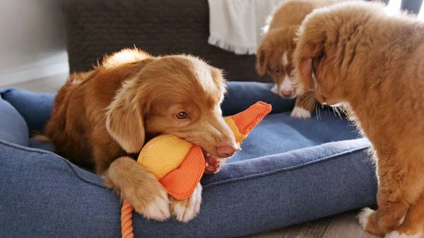 9+ y/o Pet Grooming Supply Distributor – Canada-Shopify