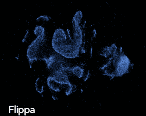 Flippa